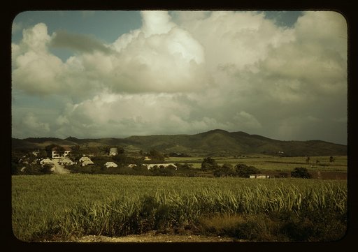 Sugar cane country, the Virgin Islands