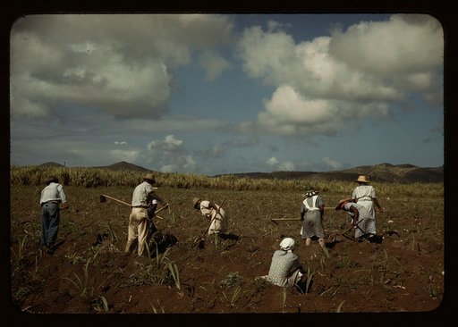 Cultivating sugar cane on the Virgin Islands Company land, vicinity of Bethlehem, Saint Croix