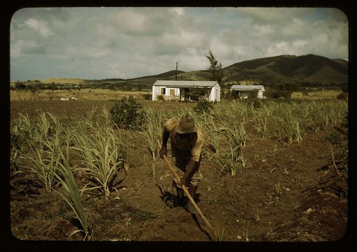 Farm Security Administration borrower cultivating his sugar cane field, vicinity of Frederiksted, St. Croix, Virgin Islands. He lives in one of the homestead houses