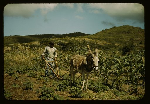 Farm Security Administration borrower plowing his garden with one of the few plows used on the island, vicinity of Frederiksted, St. Croix, Virgin Islands
