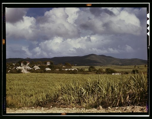 The Virgin Islands, sugar cane country