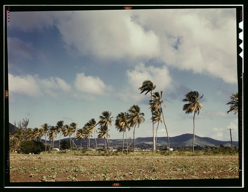Palm trees along the road, vicinity of Christiansted, Saint Croix, Virgin Islands