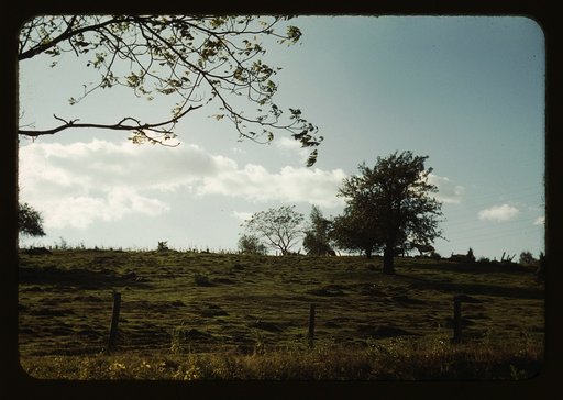 Field or pasture