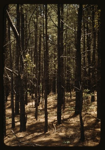 Timber, reforestation project, Md. (?)