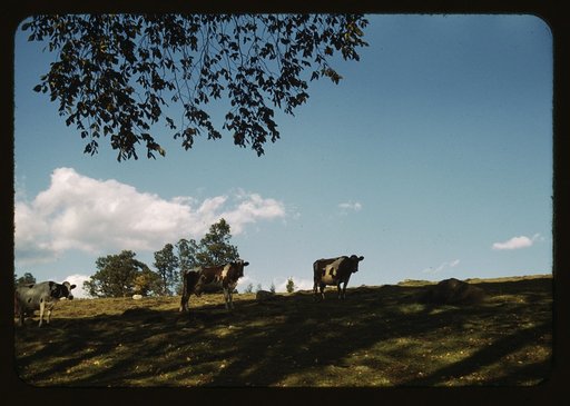 Cows on a hillside