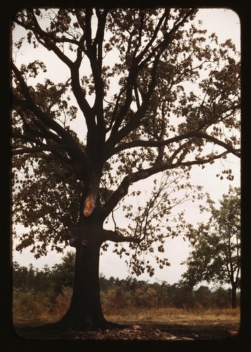 Tree in a rural area
