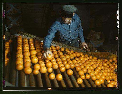 Co-op orange packing plant, Redlands, Calif. Workman is doing the preliminary sorting, picking out the discards. Santa Fe trip