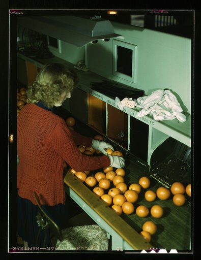 Grading oranges at a co-op orange packing plant, Redlands, Calif. Santa Fe trip