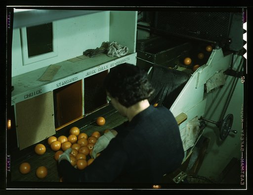 Grading oranges at a co-op orange packing plant, Redlands, Calif. Santa Fe trip