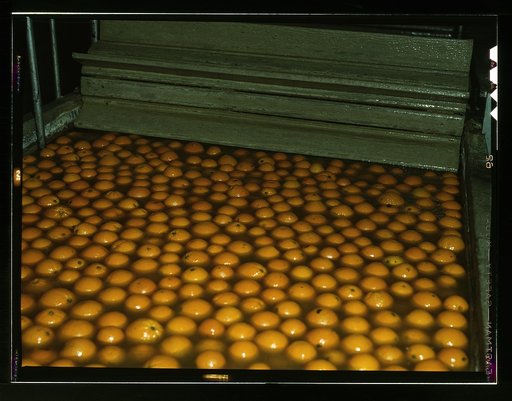 Washing oranges at an orange packing co-op, Redlands, Calif. Santa Fe R.R. trip