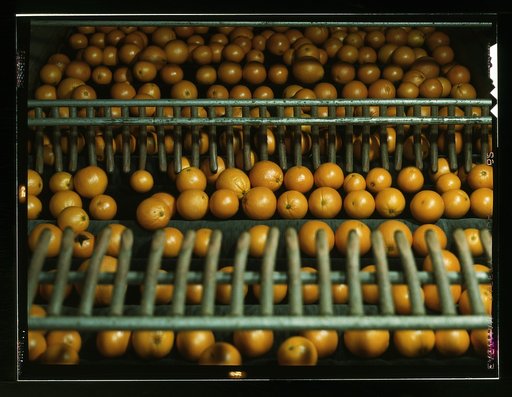 Drying oranges at a co-op orange packing plant, Redlands, Calif. Santa Fe R.R. trip