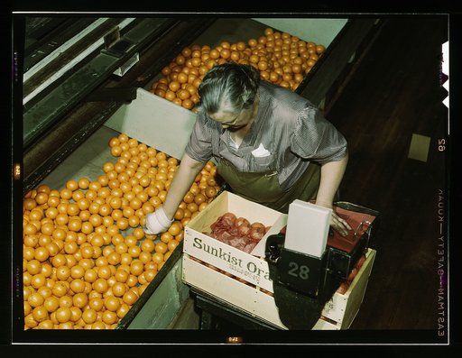 Packing oranges at a co-op orange packing plant, Redlands, Calif. Santa Fe R.R. trip