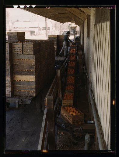 Growers bringing in their crop to a co-op orange packing plant, Redlands, Calif. Santa Fe R.R. trip