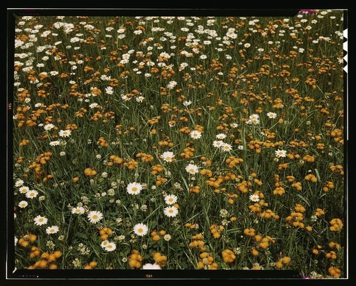 Field of daisies and orange flowers, possibly hawkweed, Vermont
