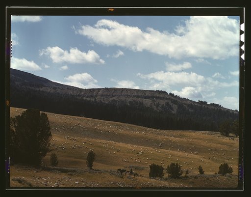 Bands of sheep on the Gravelly Range at the foot of Black Butte, Madison County, Montana