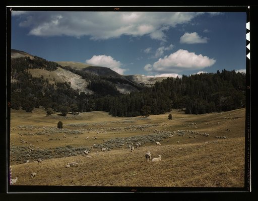 Bands of sheep on the Gravelly Range at the foot of Black Butte, Madison County, Montana
