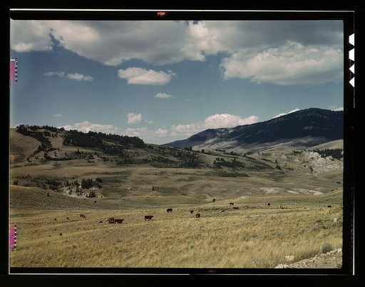 Bands of sheep [i.e. cattle] on the Gravelly Range at the foot of Black Butte, Madison County, Montana