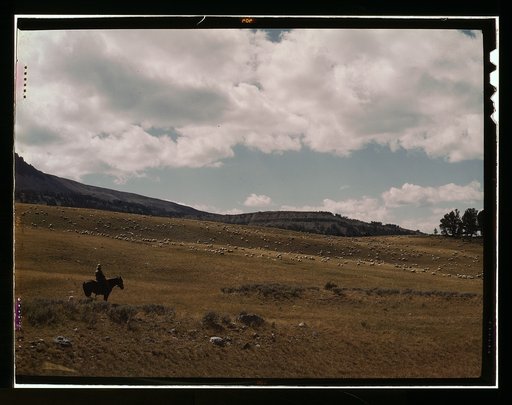 Herder with his flock of sheep on the Gravelly Range, Madison County, Montana