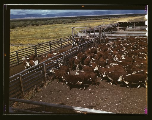 Cattle in corral waiting to be weighed before being trailed to railroad, Beaverhead County, Montana