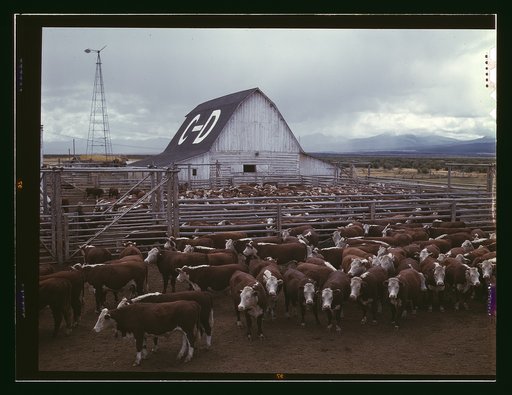 Cattle in corrals on ranch, Beaverhead County, Mont.