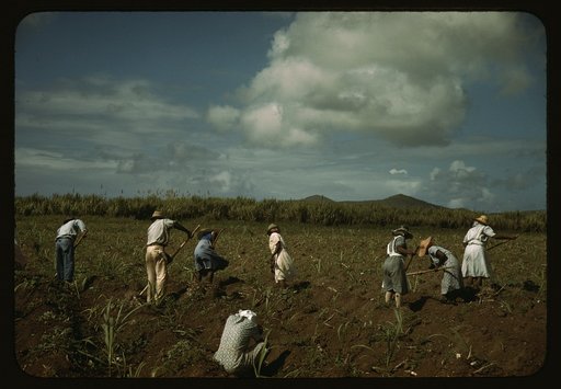 Cultivating sugar cane on the Virgin Islands Company land, vicinity of Bethlehem, St. Croix