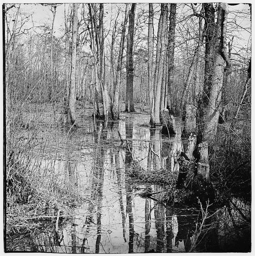 White Oak Swamp, Va. View