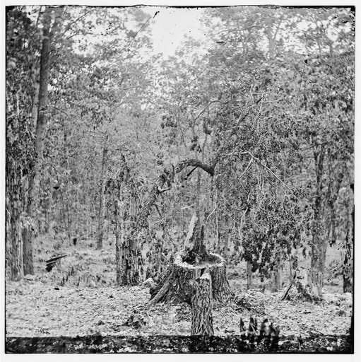 Gettysburg, Pennsylvania. Woods on Culp's Hill showing the effect of musket fire