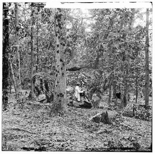 Gettysburg, Pennsylvania. Battered trees on Culp's Hill