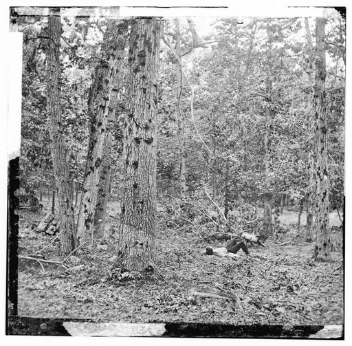 Gettysburg, Pennsylvania. Battered trees on Culp's Hill
