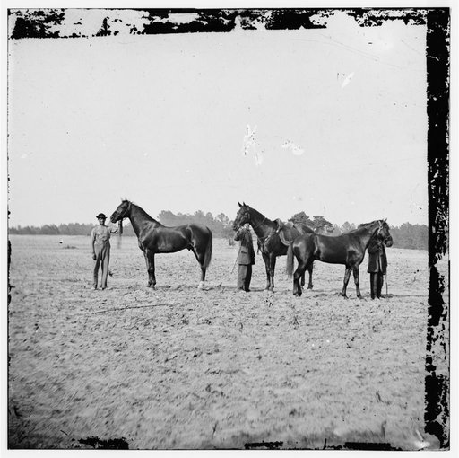 Cold Harbor, Virginia. U.S. Grant's horses: on left, EGYPT, center, CINCINNATI, right, JEFF DAVIS