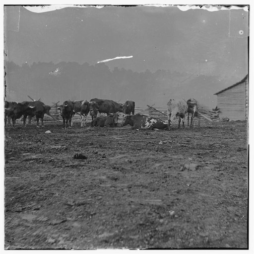 City Point, Virginia. Cattle for the Army of the Potomac