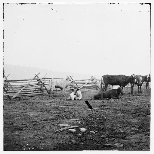 City Point, Virginia. Cattle for the Army of the Potomac
