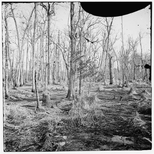 Point of Rocks, Virginia (vicinity). Swamp on Appomattox River