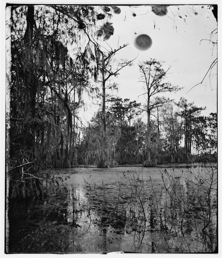 Port Royal Island, South Carolina. Cypress swamp