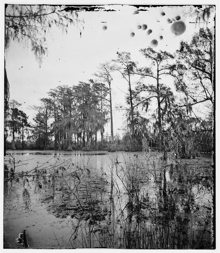 Port Royal Island, South Carolina. Cypress swamp