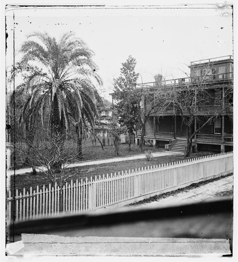Jacksonville, Florida. Date palms