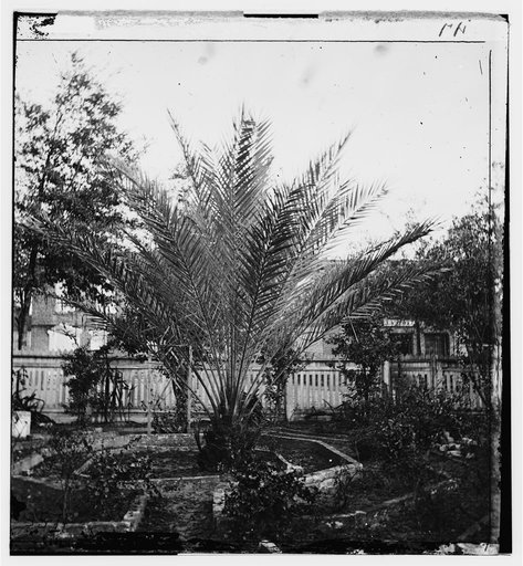 Jacksonville, Florida. Date palms