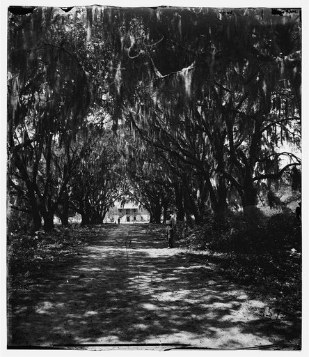 Beaufort, Port Royal Island, South Carolina. Live oak avenue Robert B. Rhett's plantation