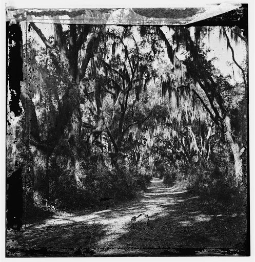 Port Royal Island, South Carolina (vicinity). Road through woods