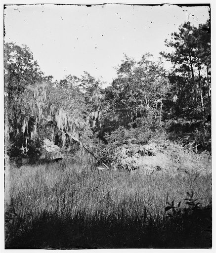 View of swamp