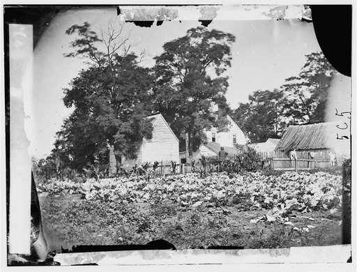 Cedar Mountain, Virginia. Mrs. Hudson's house and cabbage patch on battlefield