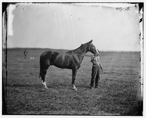 Culpeper, Virginia. Gen. George G. Meade's horse, "Baldy"