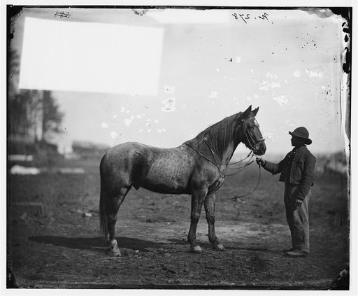 Brandy Station, Virginia. Capt. Beckwith's horse, headquarters, Army of the Potomac