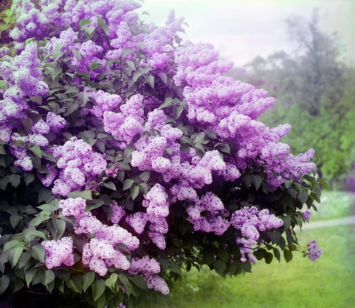 Sirenʹ
