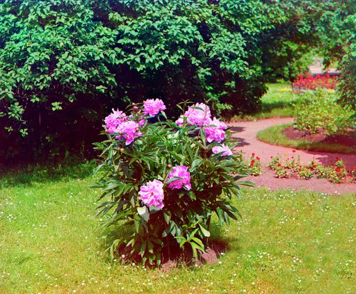 Pīony