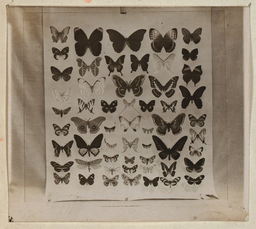 Poster showing scientific illustrations of butterfly specimens, taken in the Academy of Sciences, St. Petersburg