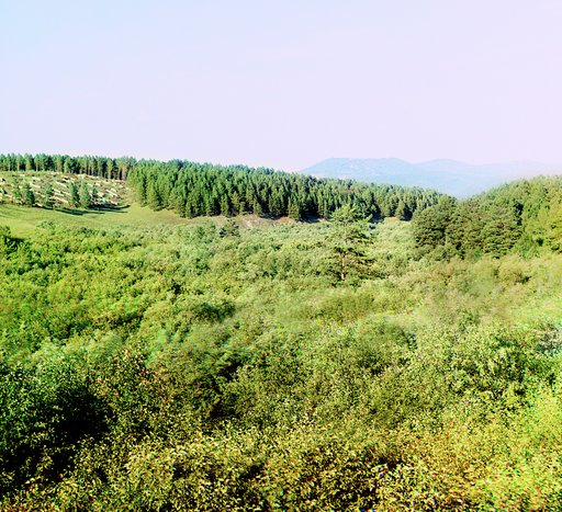 Zagotovka drov v gorakh