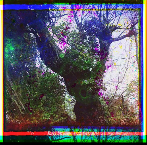 Rododendron v starom chinari︠e︡. V Makhindzhauri