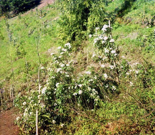 Makhindzhauri. Gruppa dikikh rododendronov