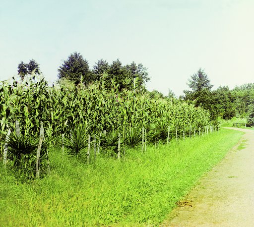 Kukuruza. Chakva